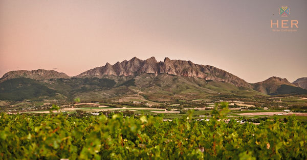 wellington wine feature image